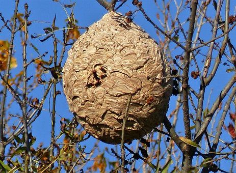 Société spécialisée contre les guepes, frelons et autres nuisibles en Lorraine et tout le Grand Est